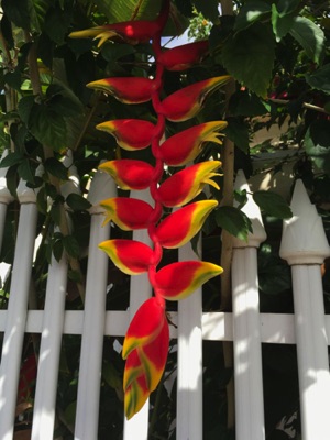 Heliconia Rostrata Hanging Lobster Claw Heliconia Rostrata Hanging Lobster Claw